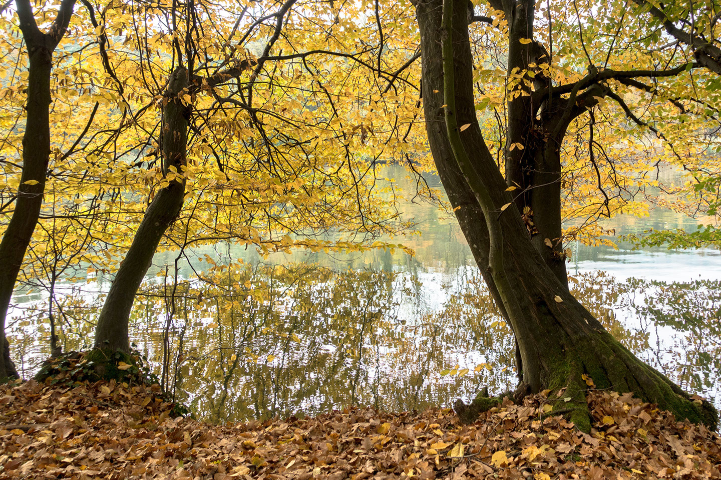 Autumn at Kings River