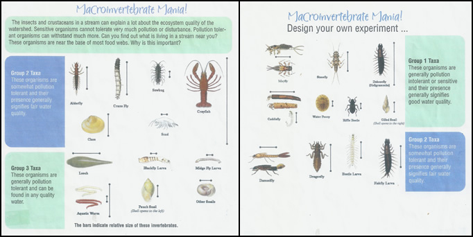 Macroinvertebrates Bioassessment Chart
