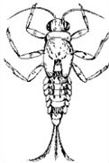 Aquatic Invertebrate Specimen